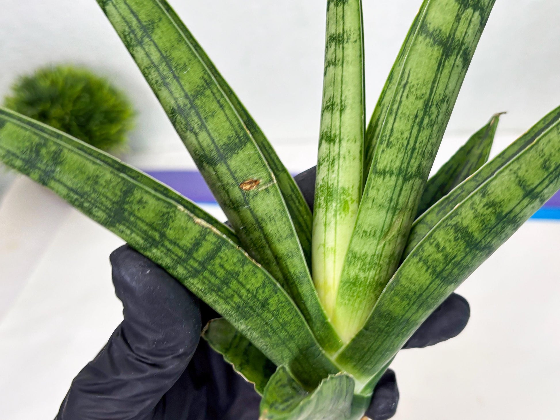Sansevieria Riyad x Marsha (Ha2) (0) | Rare hybrid Snake Plant