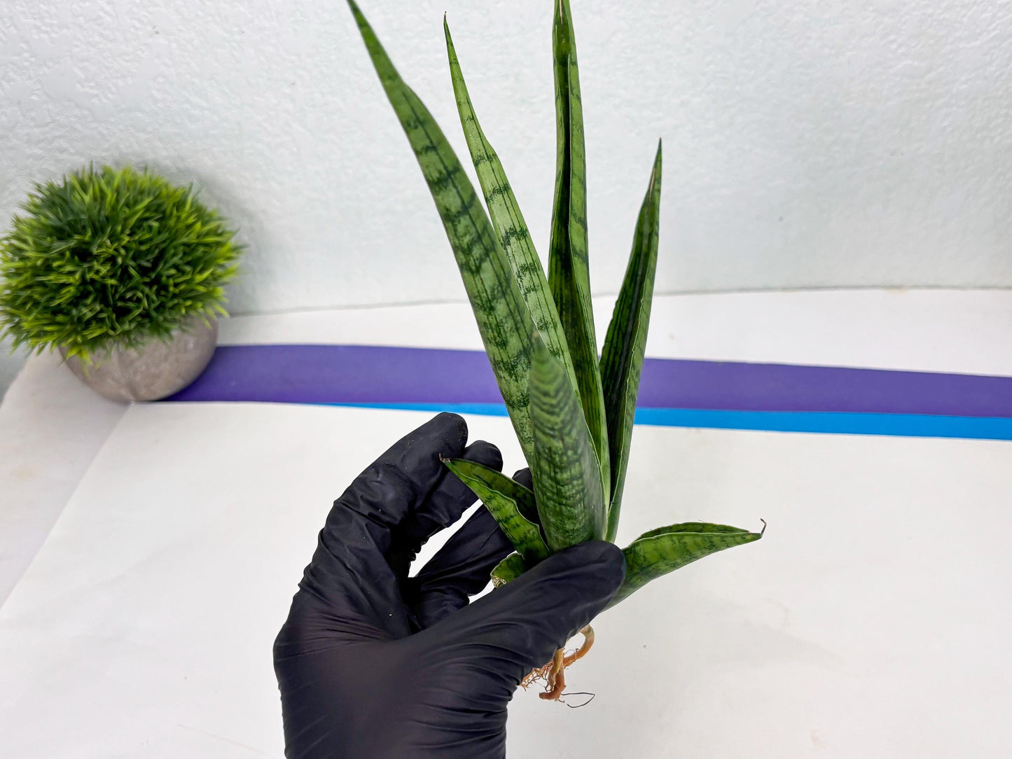Sansevieria Riyad x Marsha (Ha2) (0) | Rare hybrid Snake Plant