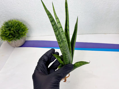 Sansevieria Riyad x Marsha (Ha2) (0) | Rare hybrid Snake Plant