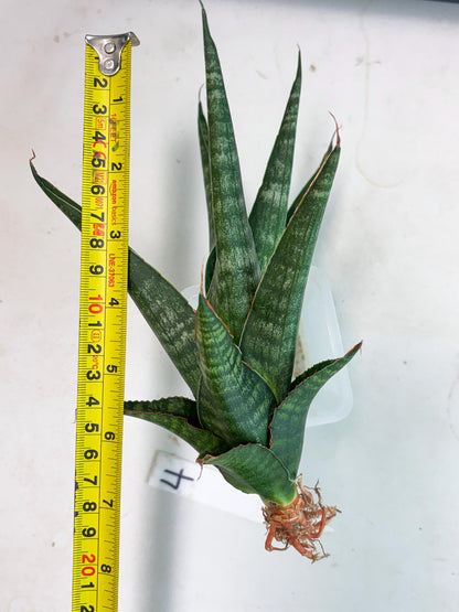 Sansevieria Parva Pinkbet Cssanova x Cordova Dwonsi (Ha2) (4)