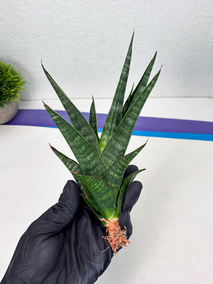 Sansevieria Parva Pinkbet Cssanova x Cordova Dwonsi (Ha2) (4)