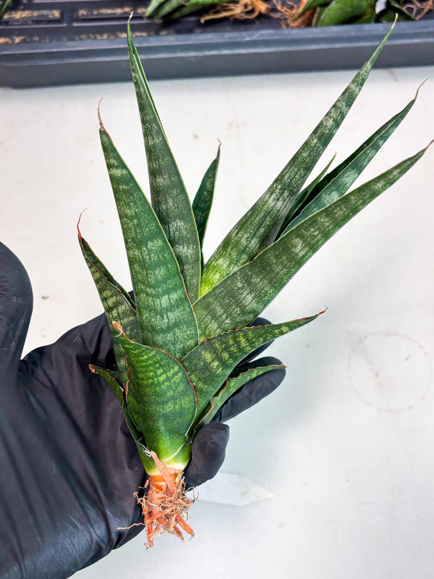 Sansevieria Parva Pinkbet Cssanova x Cordova Dwonsi (Ha2) (4)