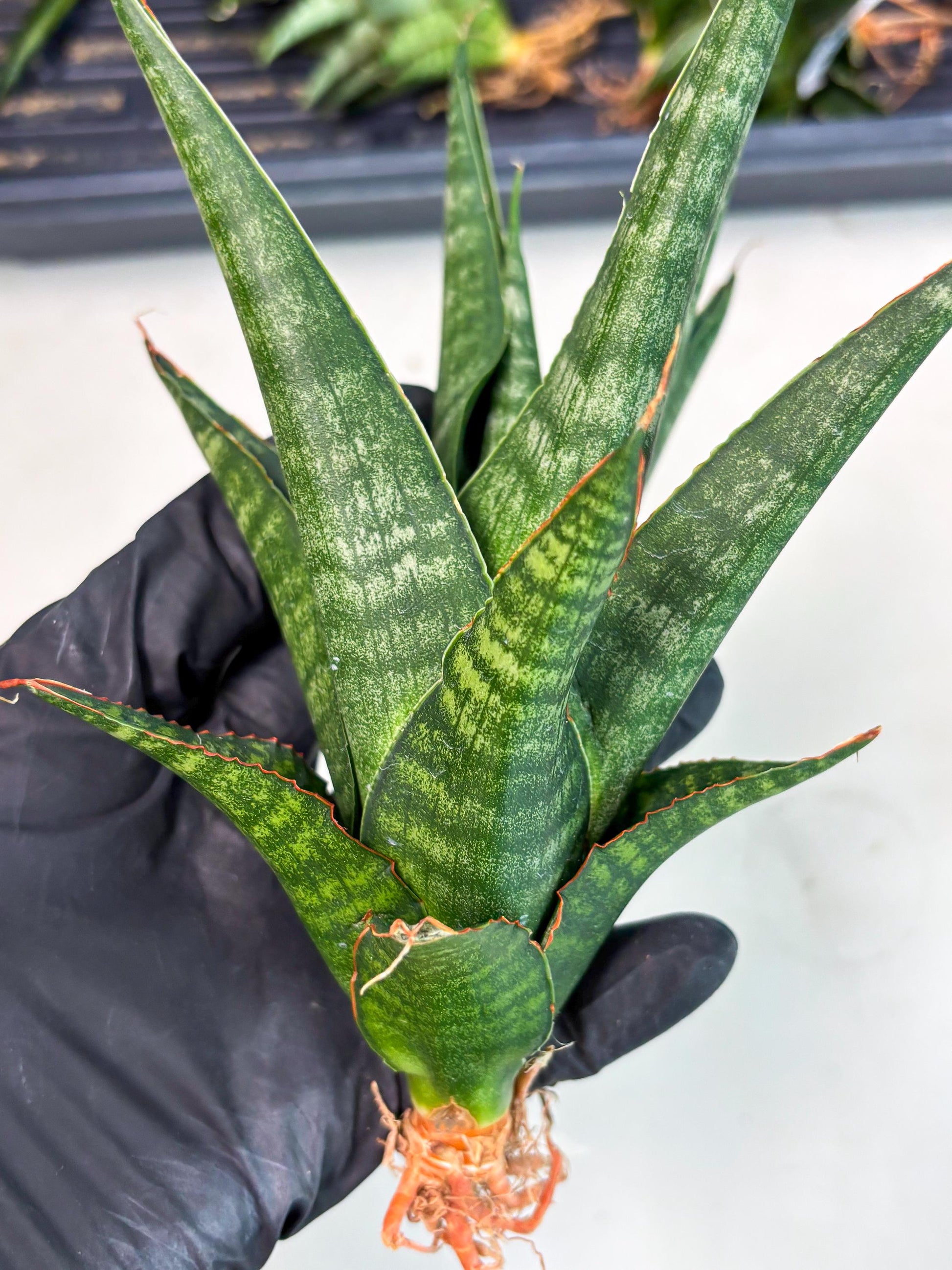 Sansevieria Parva Pinkbet Cssanova x Cordova Dwonsi (Ha2) (4)