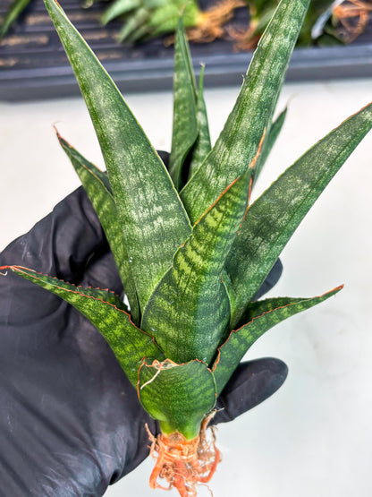 Sansevieria Parva Pinkbet Cssanova x Cordova Dwonsi (Ha2) (4)