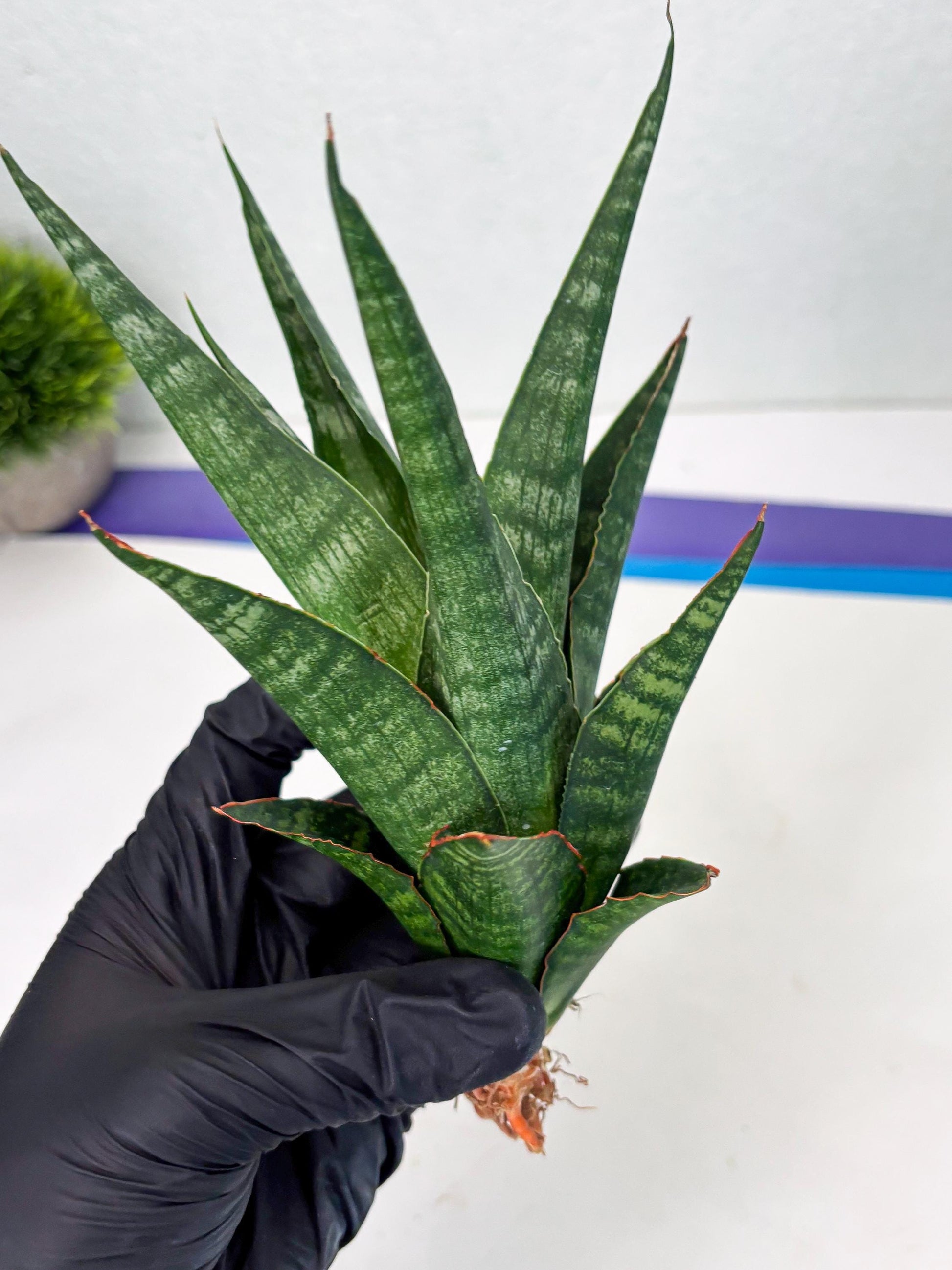 Sansevieria Parva Pinkbet Cssanova x Cordova Dwonsi (Ha2) (4)