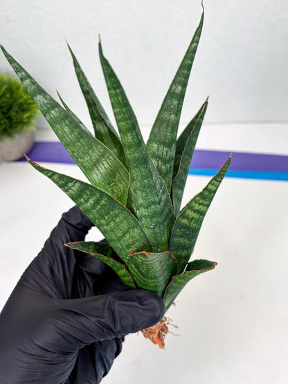 Sansevieria Parva Pinkbet Cssanova x Cordova Dwonsi (Ha2) (4)