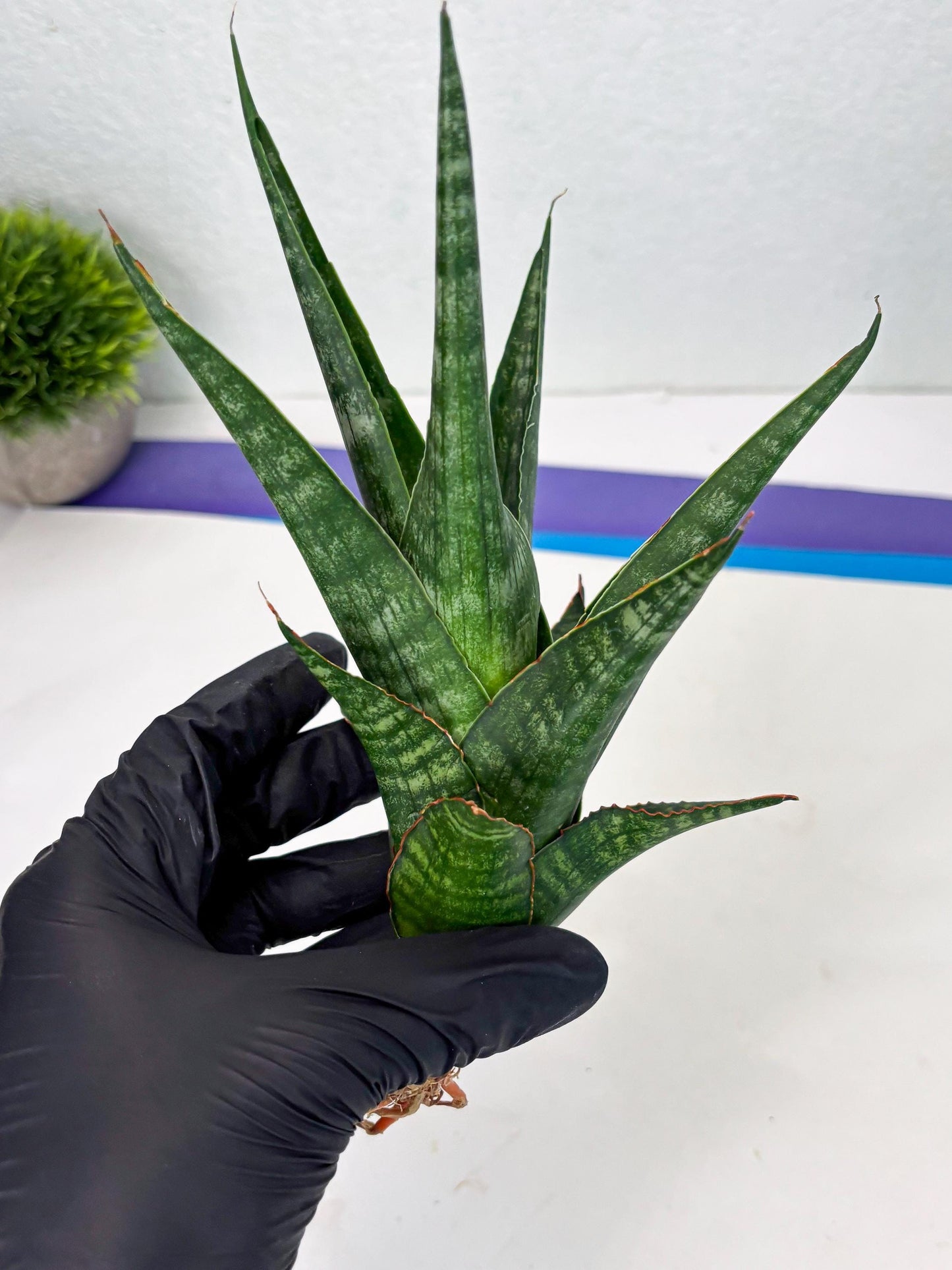 Sansevieria Parva Pinkbet Cssanova x Cordova Dwonsi (Ha2) (4)