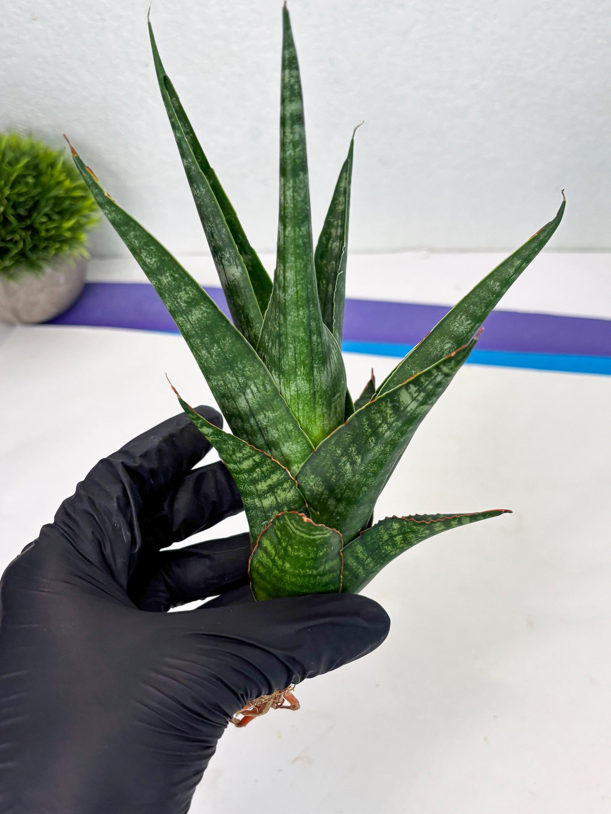 Sansevieria Parva Pinkbet Cssanova x Cordova Dwonsi (Ha2) (4)