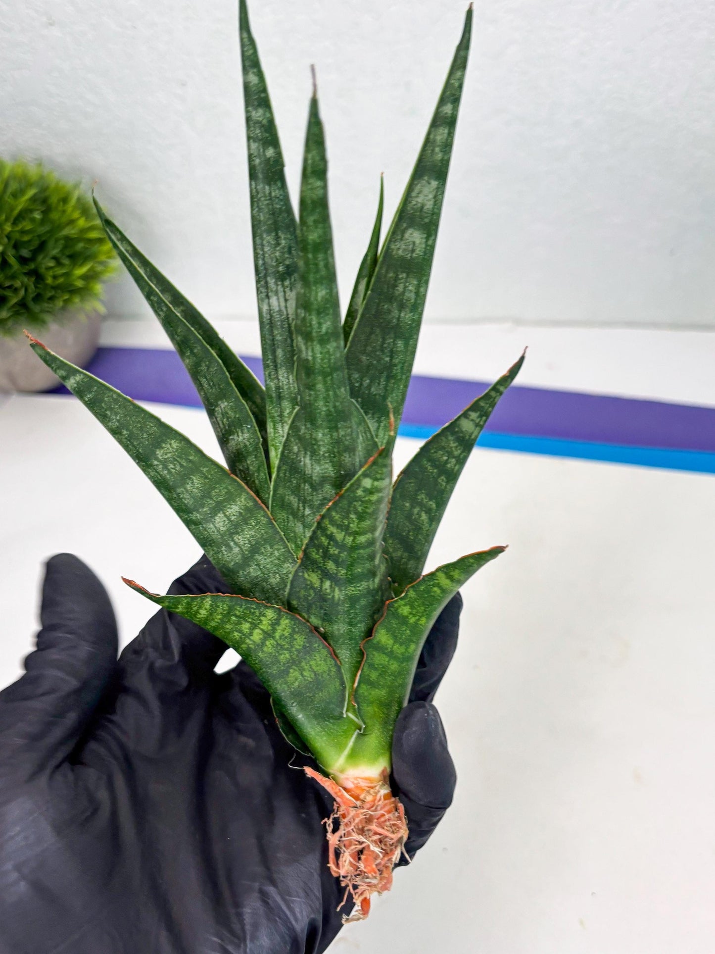 Sansevieria Parva Pinkbet Cssanova x Cordova Dwonsi (Ha2) (4)