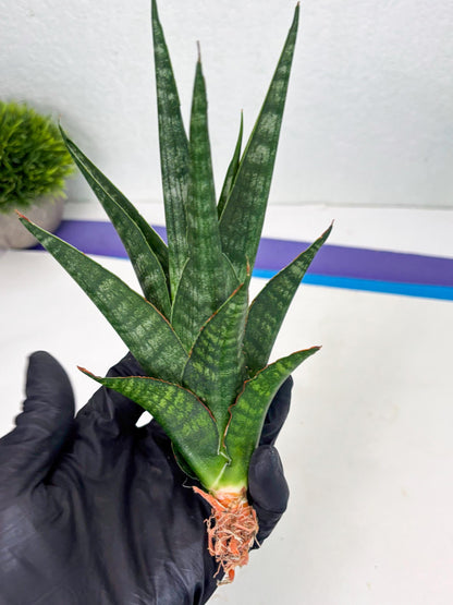 Sansevieria Parva Pinkbet Cssanova x Cordova Dwonsi (Ha2) (4)