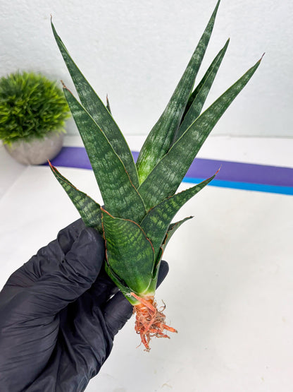 Sansevieria Parva Pinkbet Cssanova x Cordova Dwonsi (Ha2) (4)