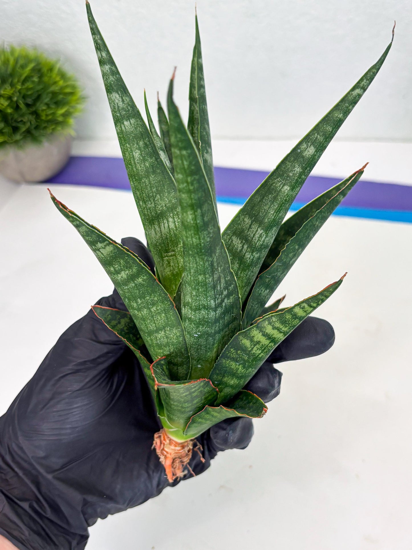 Sansevieria Parva Pinkbet Cssanova x Cordova Dwonsi (Ha2) (4)