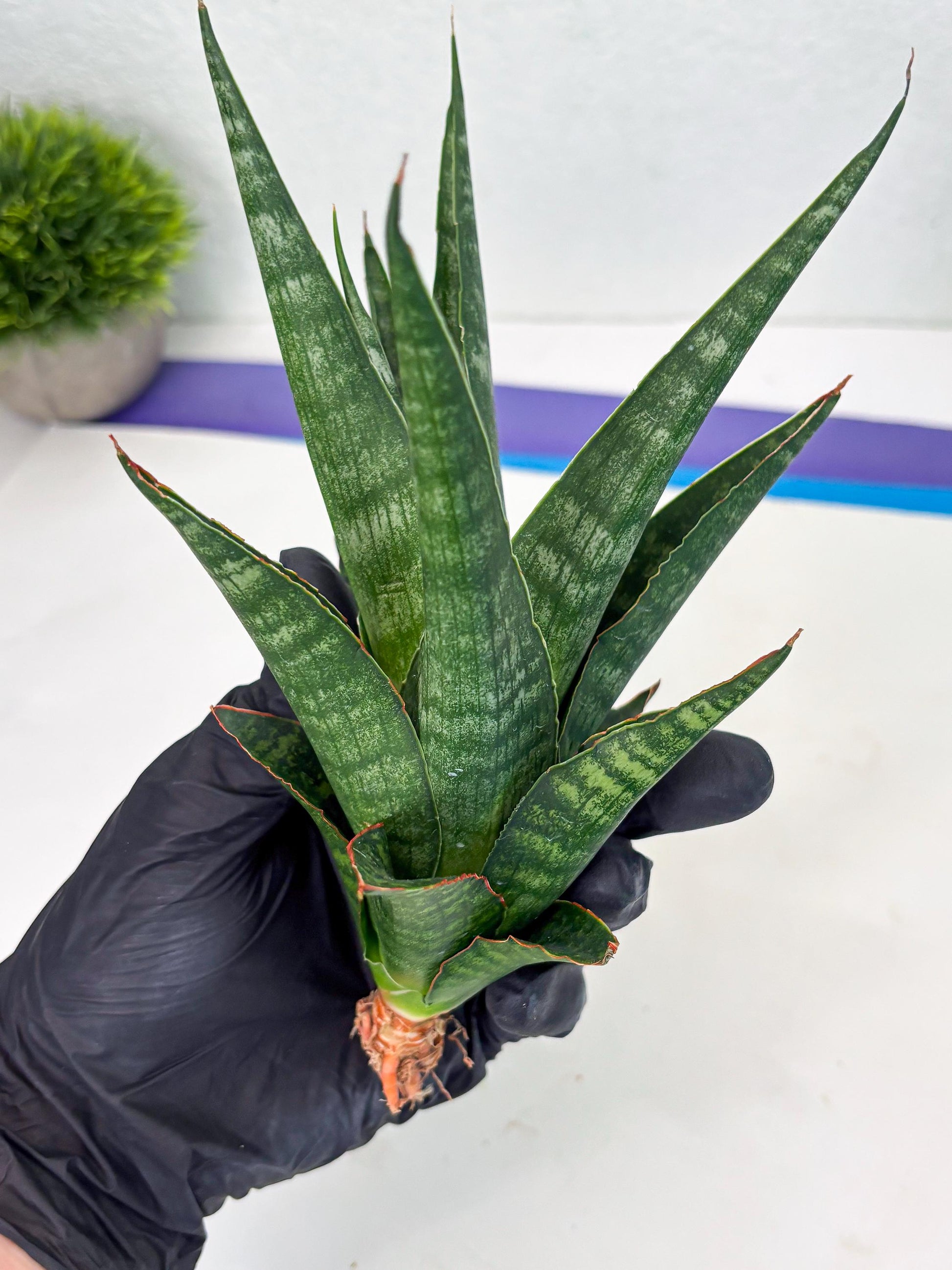 Sansevieria Parva Pinkbet Cssanova x Cordova Dwonsi (Ha2) (4)