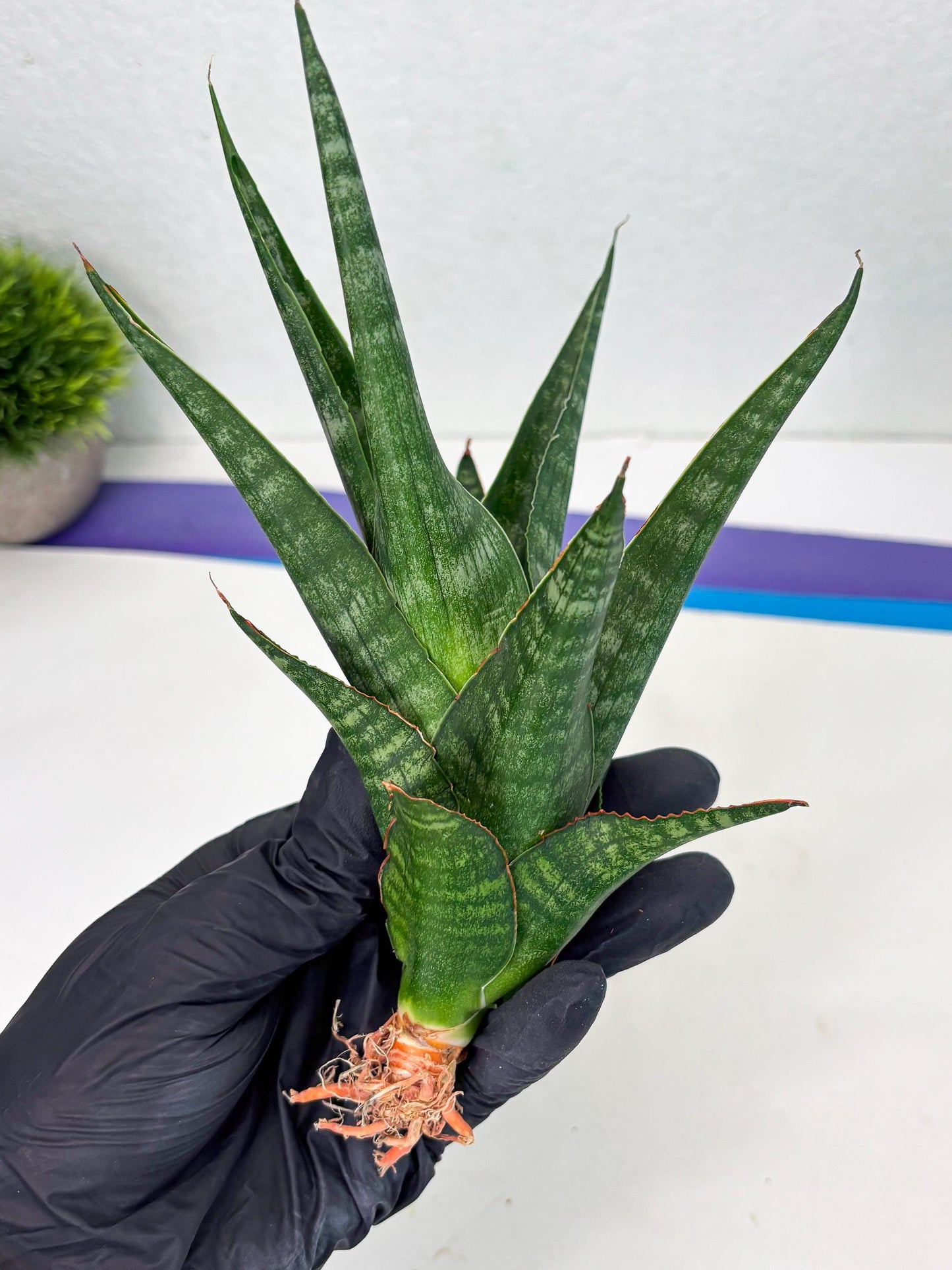 Sansevieria Parva Pinkbet Cssanova x Cordova Dwonsi (Ha2) (4)