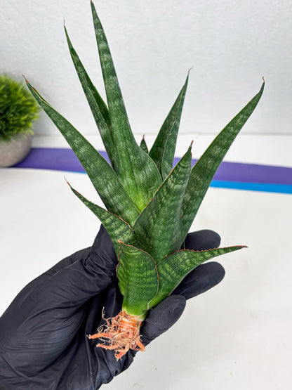 Sansevieria Parva Pinkbet Cssanova x Cordova Dwonsi (Ha2) (4)