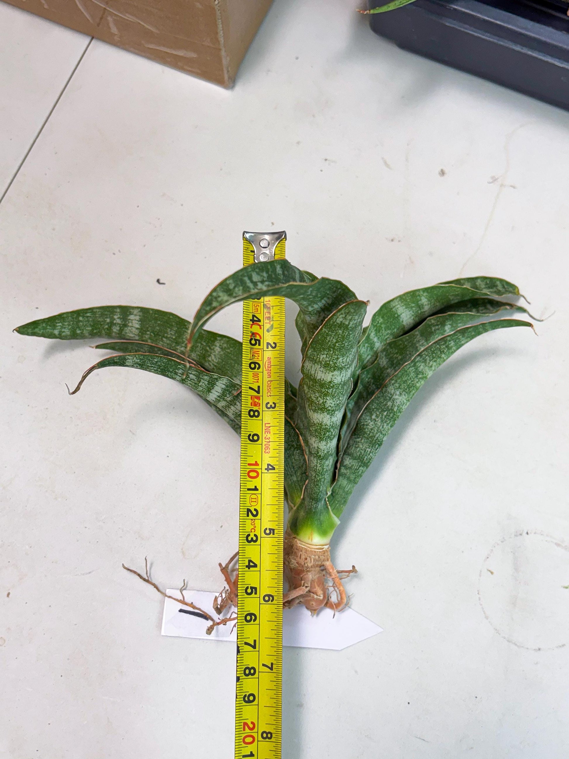 Sansevieria Nalika (Ha2) (1) | Rare hybrid Snake Plant