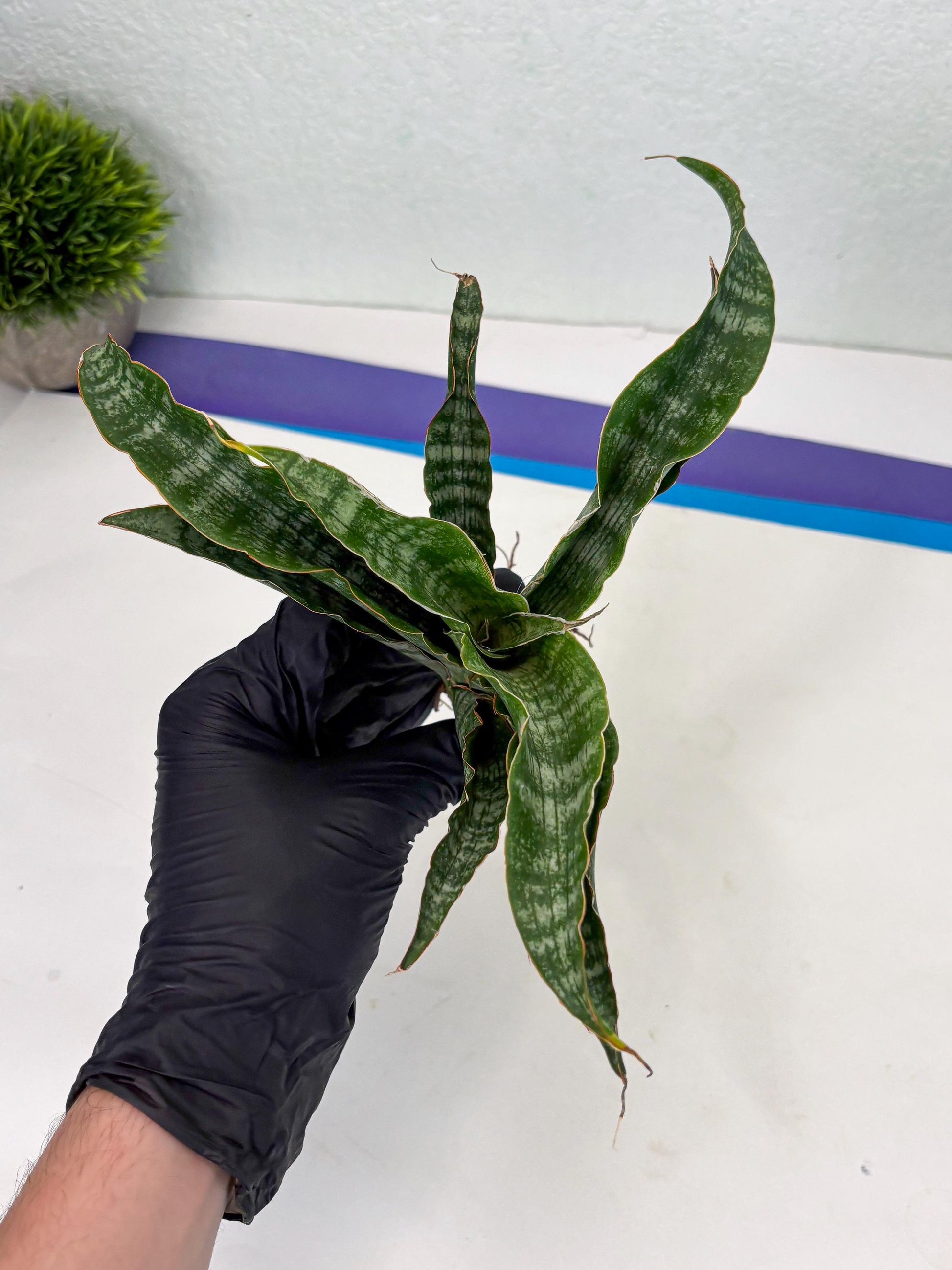 Sansevieria Nalika (Ha2) (1) | Rare hybrid Snake Plant
