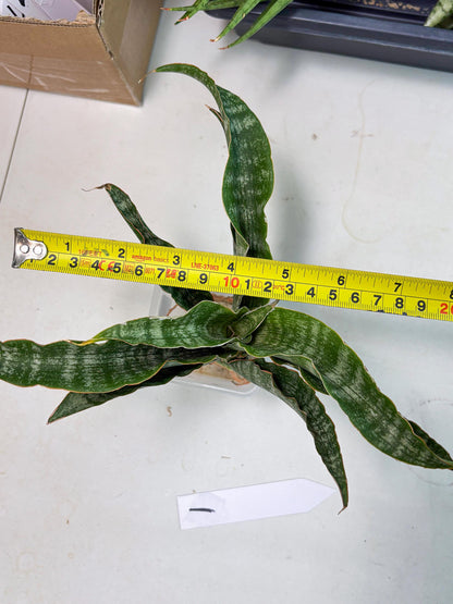 Sansevieria Nalika (Ha2) (1) | Rare hybrid Snake Plant