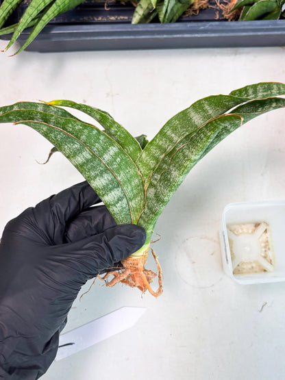 Sansevieria Nalika (Ha2) (1) | Rare hybrid Snake Plant