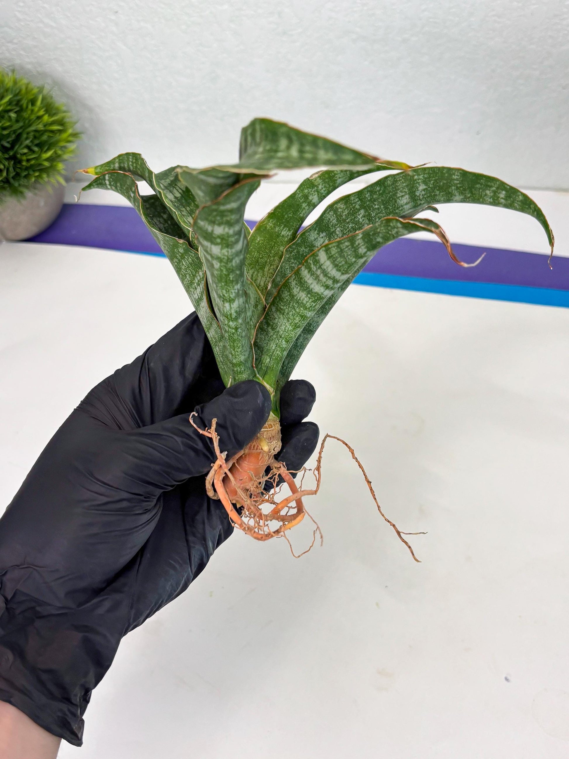Sansevieria Nalika (Ha2) (1) | Rare hybrid Snake Plant