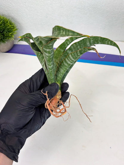 Sansevieria Nalika (Ha2) (1) | Rare hybrid Snake Plant