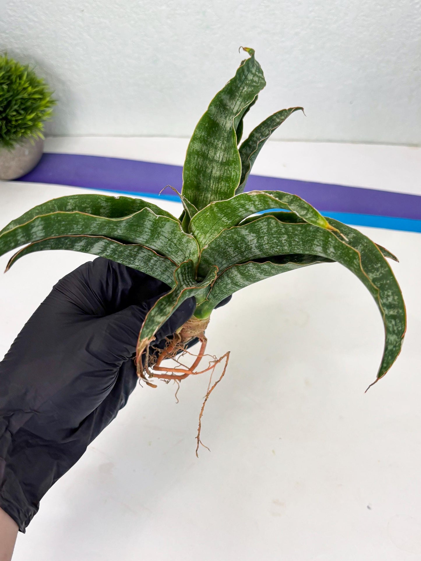 Sansevieria Nalika (Ha2) (1) | Rare hybrid Snake Plant