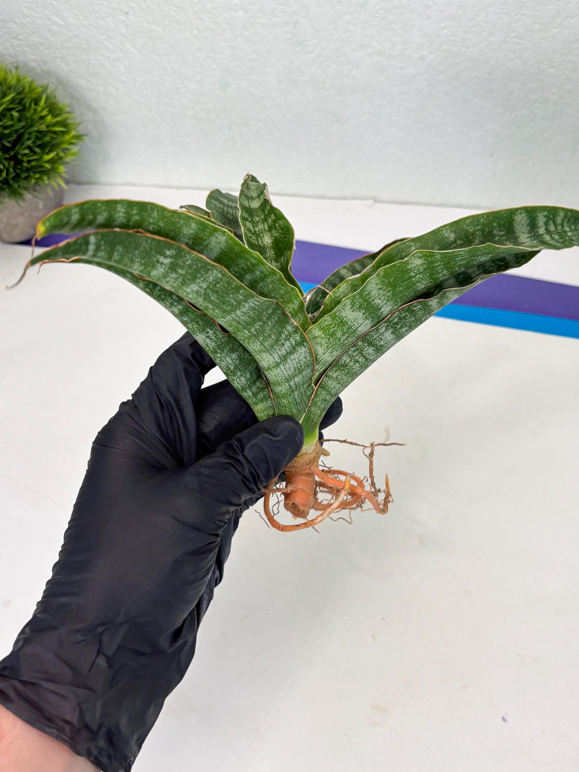 Sansevieria Nalika (Ha2) (1) | Rare hybrid Snake Plant