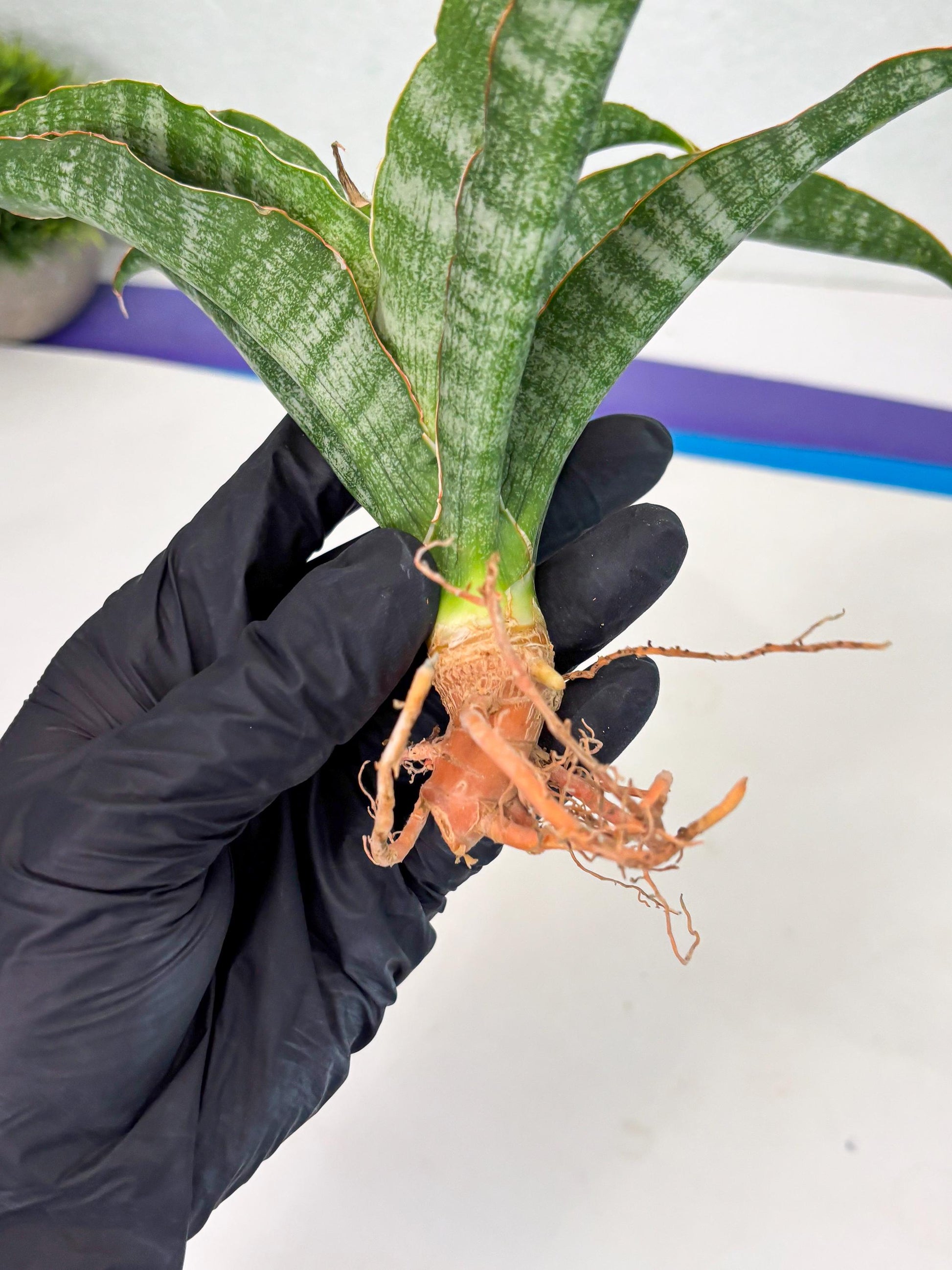 Sansevieria Nalika (Ha2) (1) | Rare hybrid Snake Plant