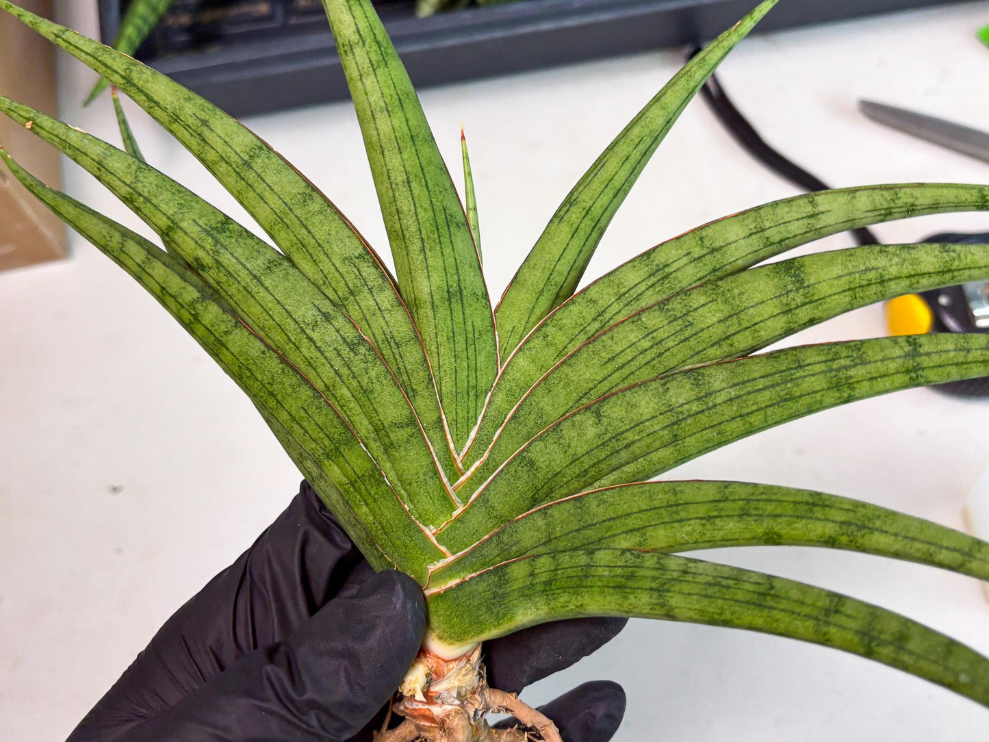 Sansevieria Serayu (Ha2) (2) | Rare hybrid Snake Plant