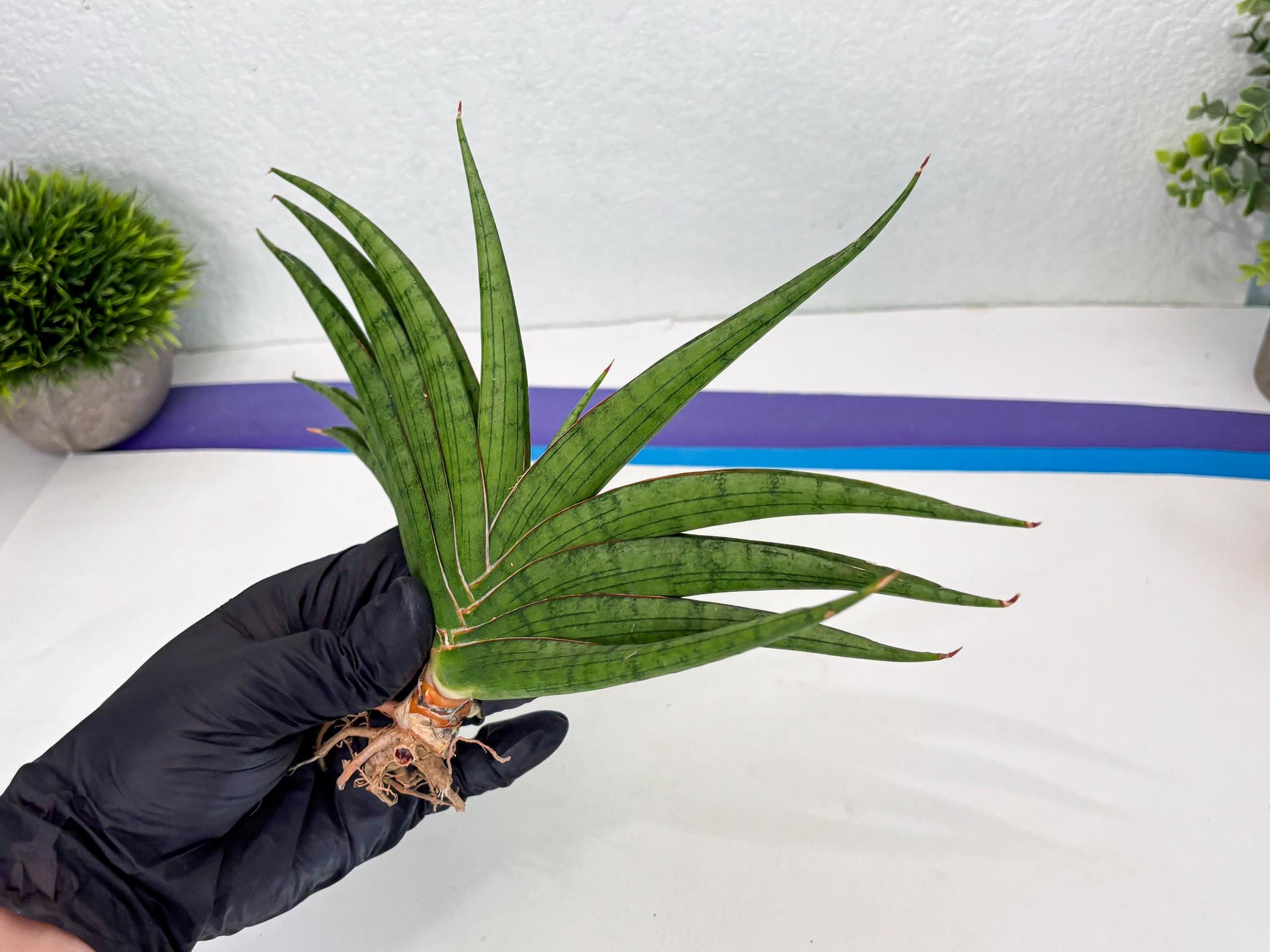 Sansevieria Serayu (Ha2) (2) | Rare hybrid Snake Plant