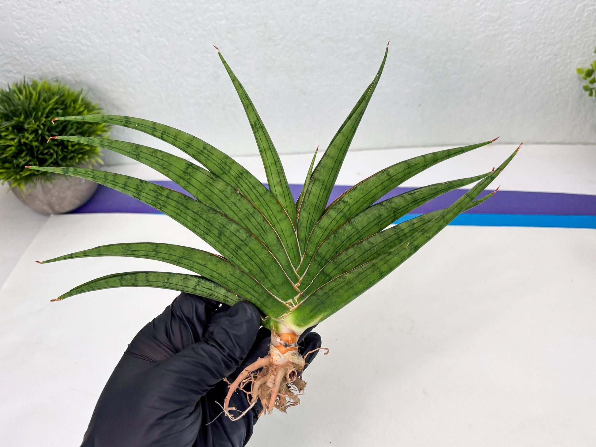 Sansevieria Serayu (Ha2) (2) | Rare hybrid Snake Plant