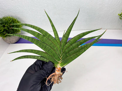Sansevieria Serayu (Ha2) (2) | Rare hybrid Snake Plant