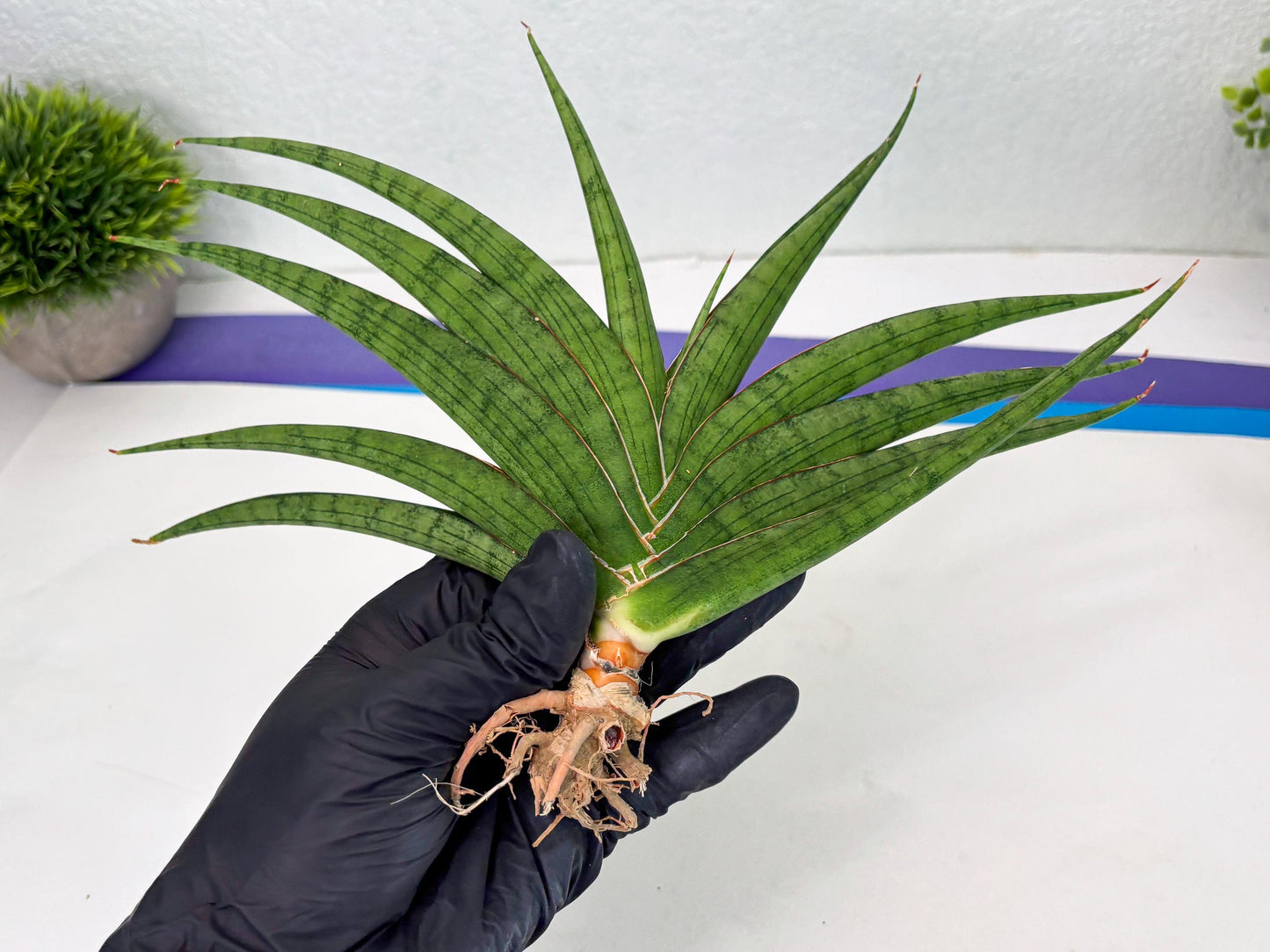 Sansevieria Serayu (Ha2) (2) | Rare hybrid Snake Plant