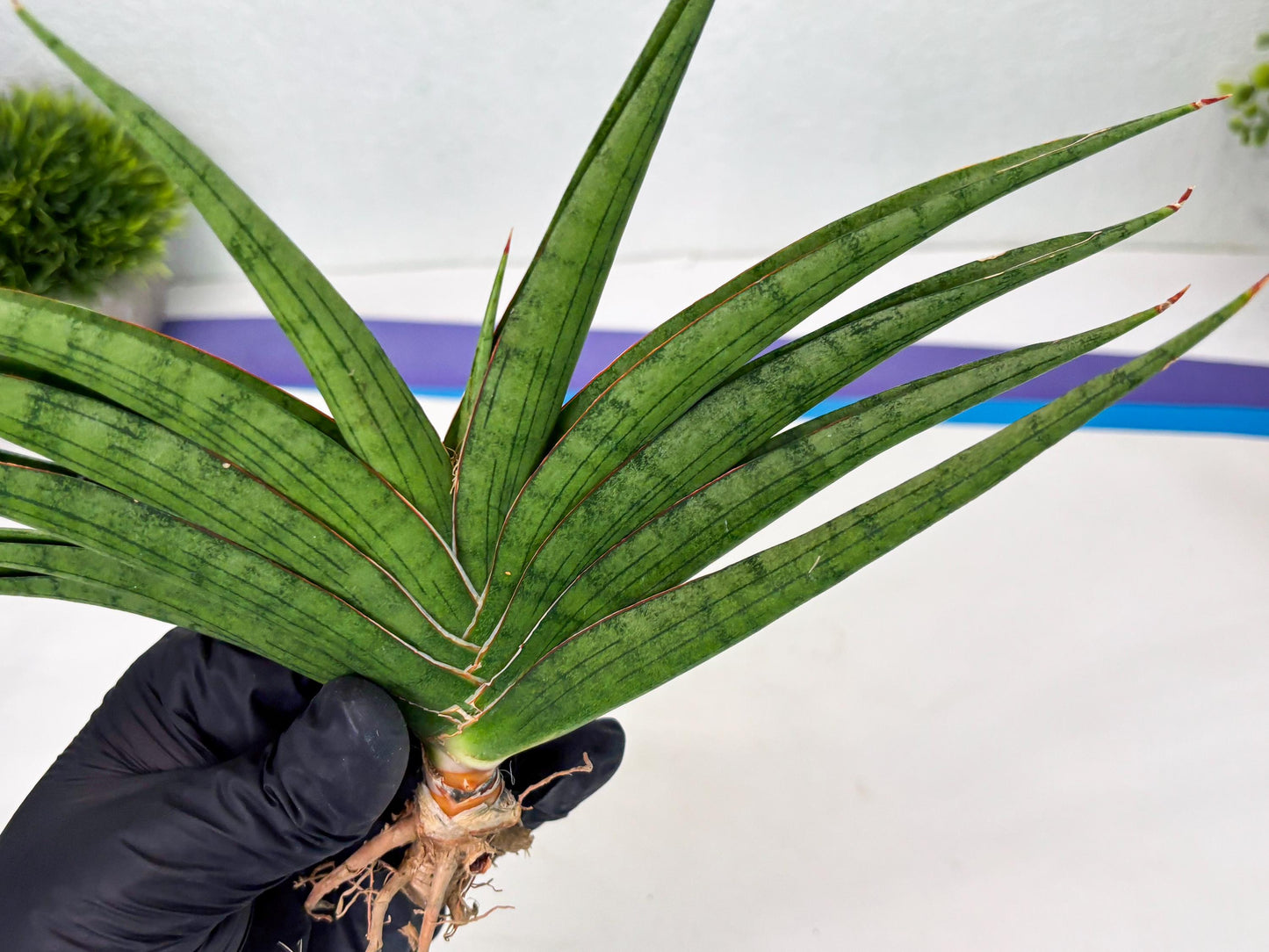Sansevieria Serayu (Ha2) (2) | Rare hybrid Snake Plant