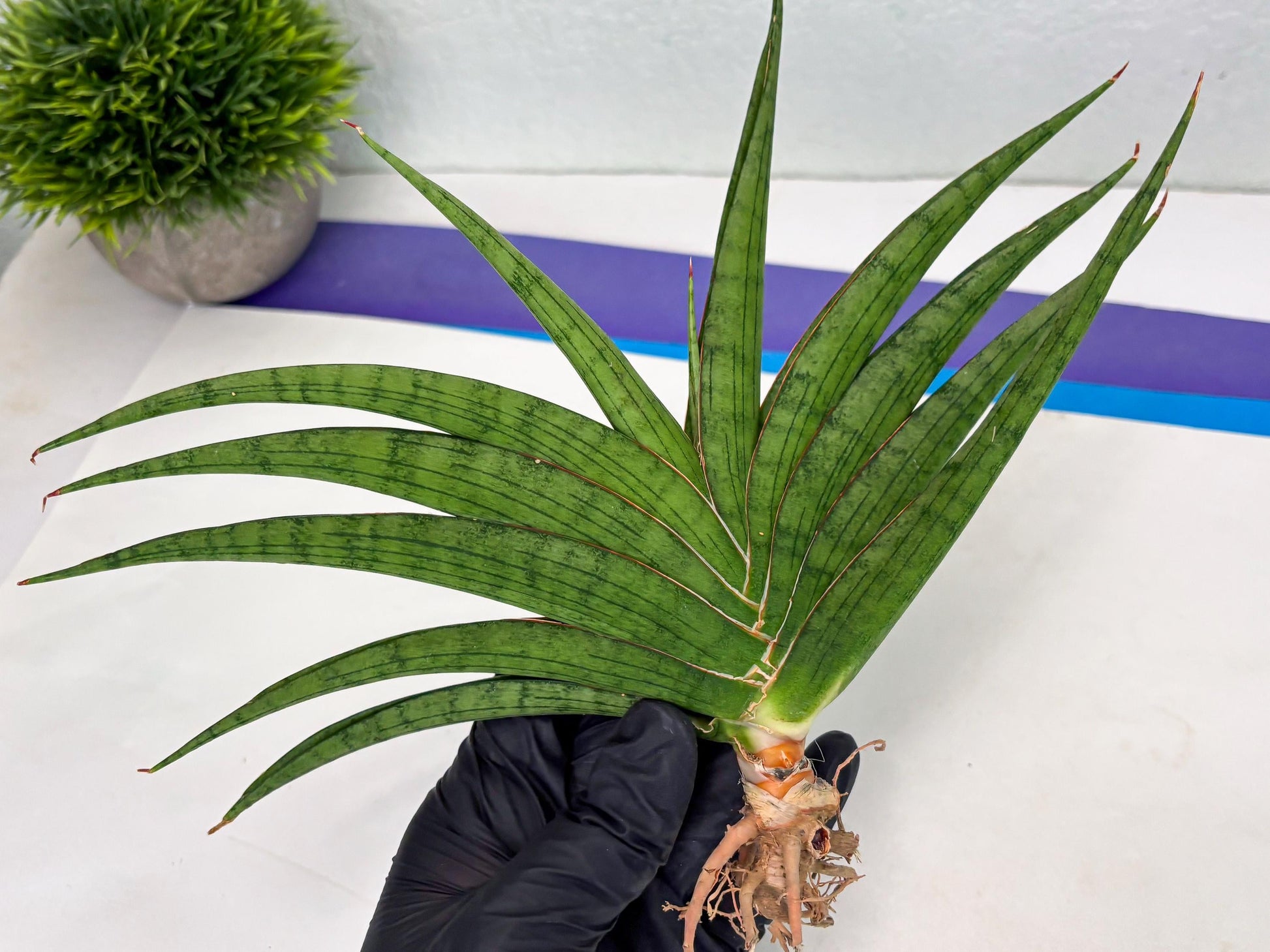 Sansevieria Serayu (Ha2) (2) | Rare hybrid Snake Plant