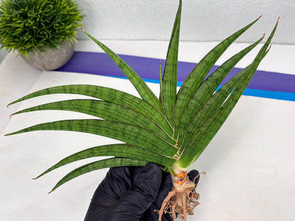 Sansevieria Serayu (Ha2) (2) | Rare hybrid Snake Plant