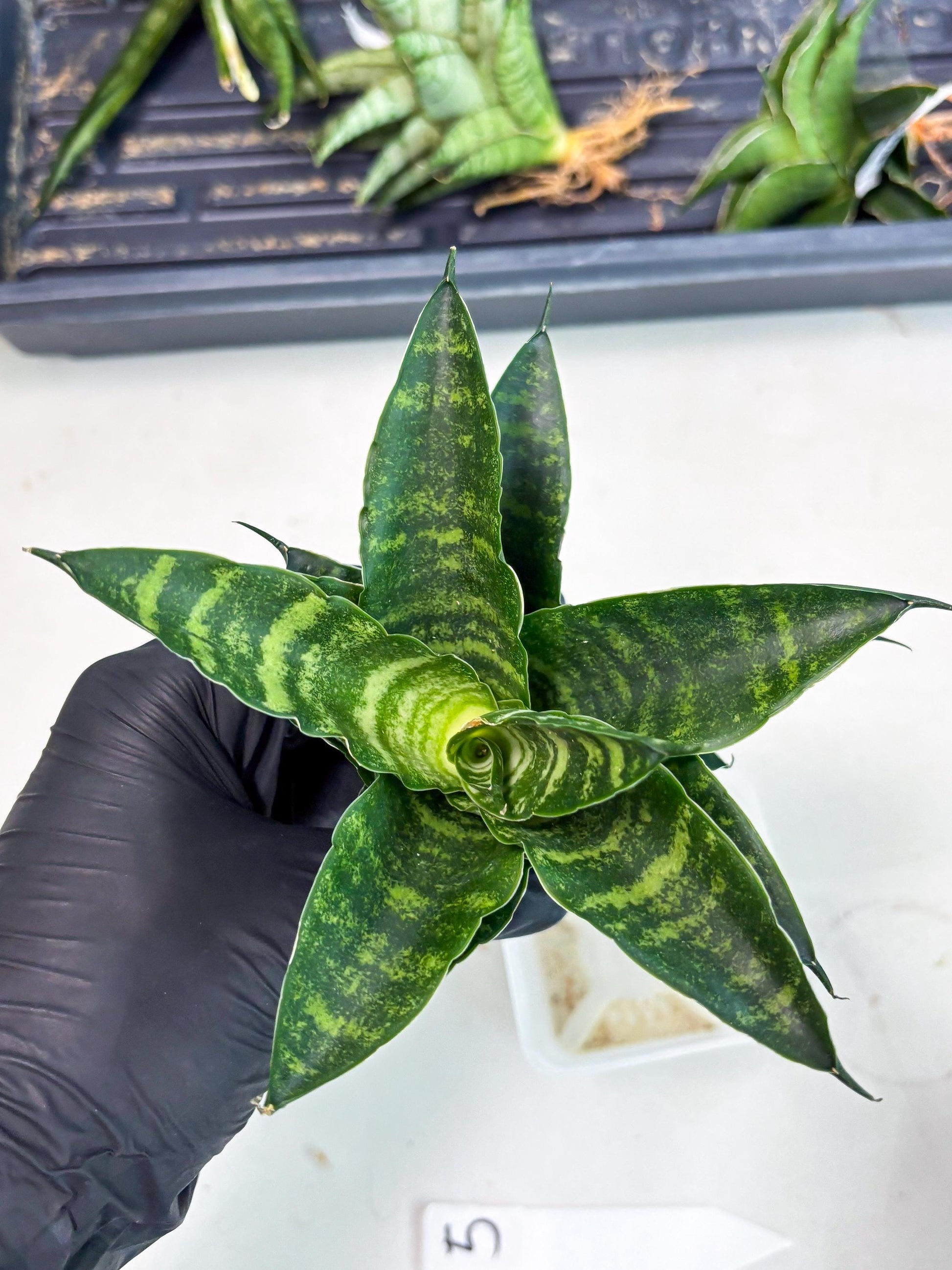 Sansevieria Adikara (Ha2) (5) | Rare hybrid Snake Plant
