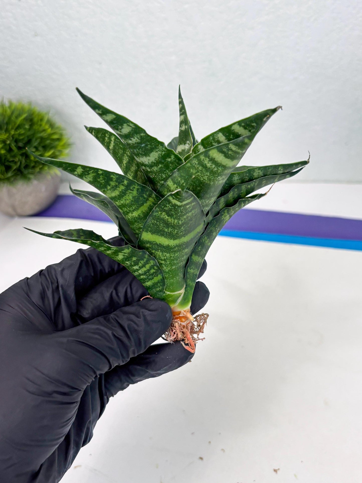 Sansevieria Adikara (Ha2) (5) | Rare hybrid Snake Plant