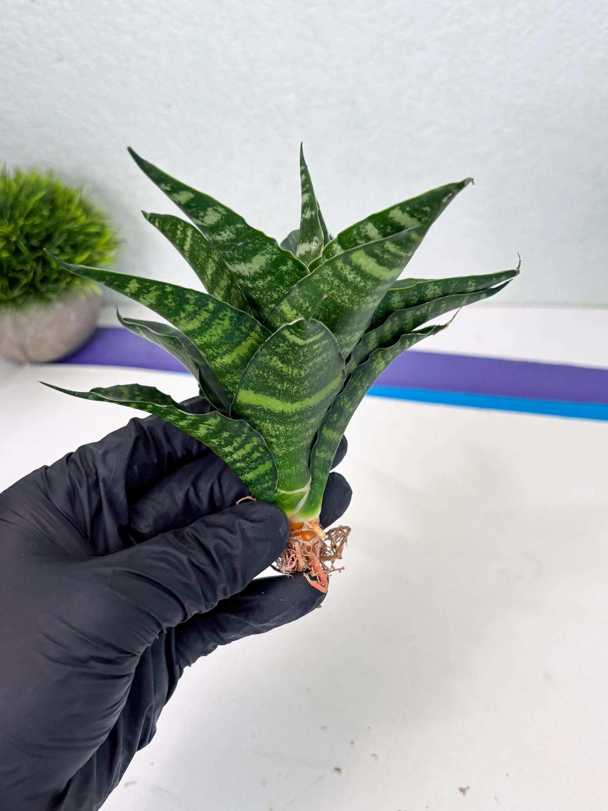 Sansevieria Adikara (Ha2) (5) | Rare hybrid Snake Plant