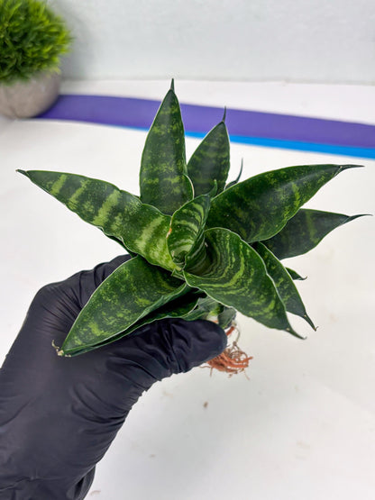 Sansevieria Adikara (Ha2) (5) | Rare hybrid Snake Plant