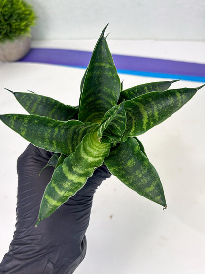 Sansevieria Adikara (Ha2) (5) | Rare hybrid Snake Plant