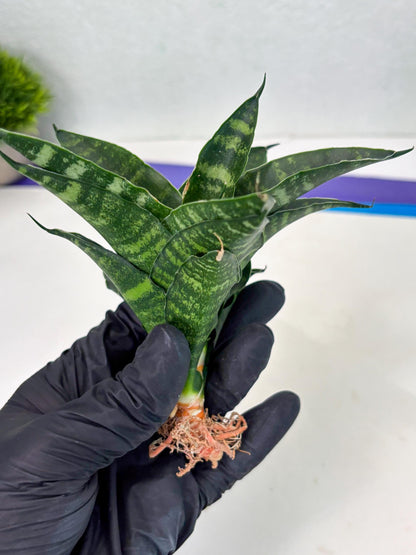 Sansevieria Adikara (Ha2) (5) | Rare hybrid Snake Plant