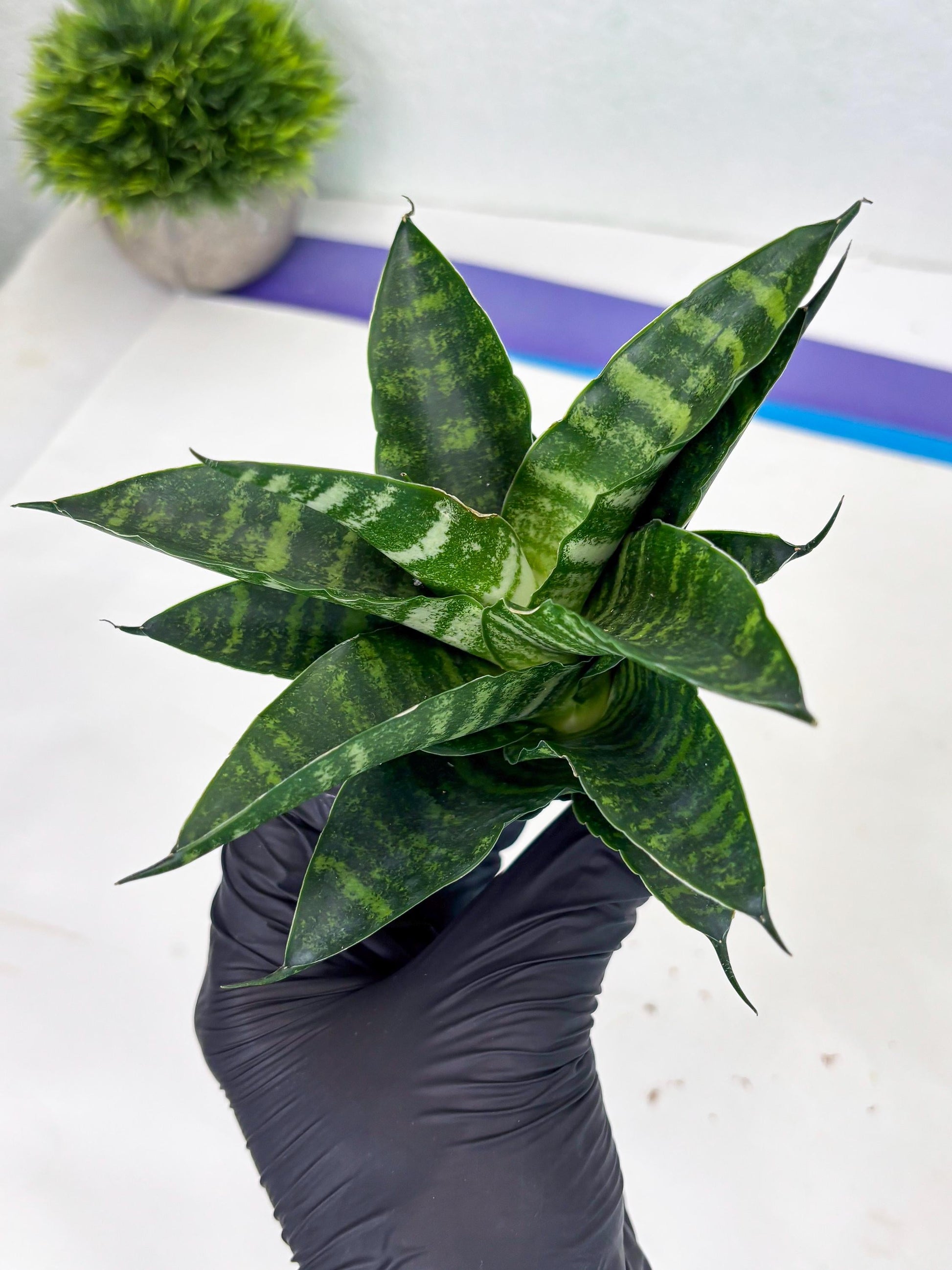 Sansevieria Adikara (Ha2) (5) | Rare hybrid Snake Plant