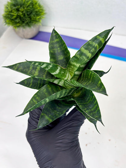 Sansevieria Adikara (Ha2) (5) | Rare hybrid Snake Plant
