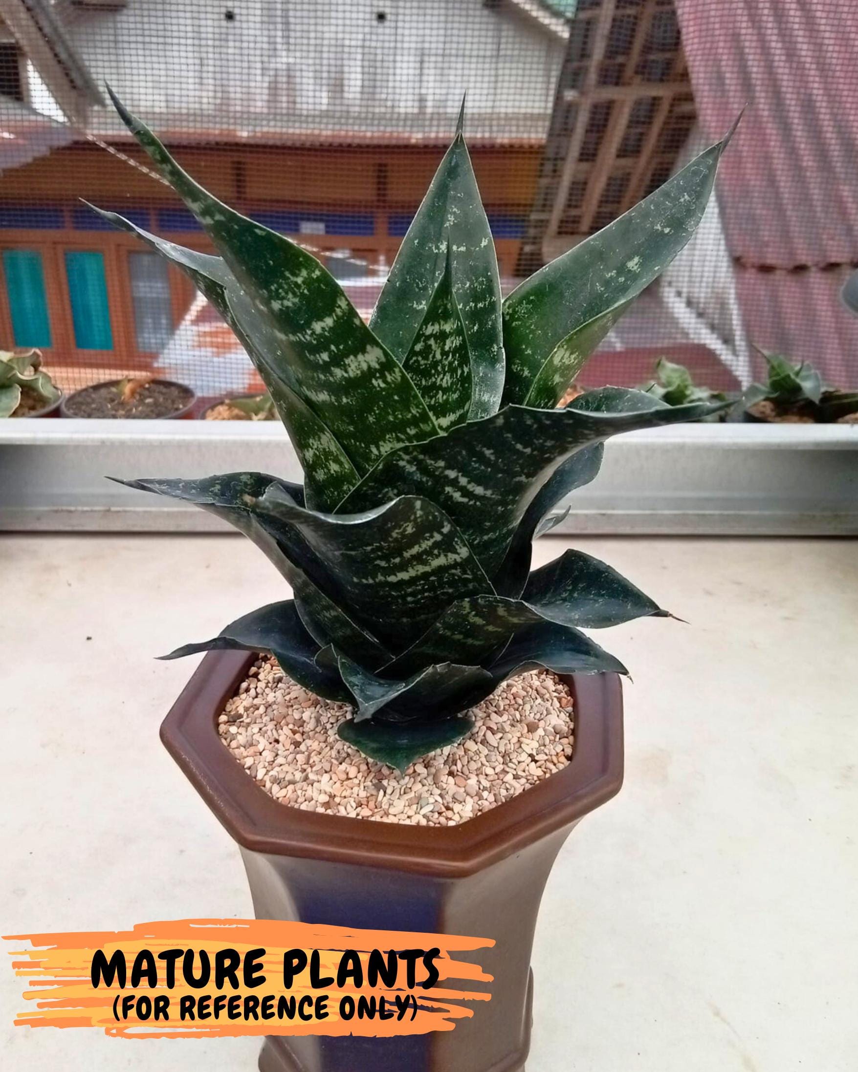 Sansevieria Adikara (Ha2) (5) | Rare hybrid Snake Plant