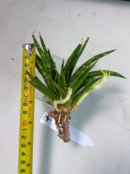 Sansevieria Fenomenal Crested (Ha2) (7) | Rare hybrid Snake Plant