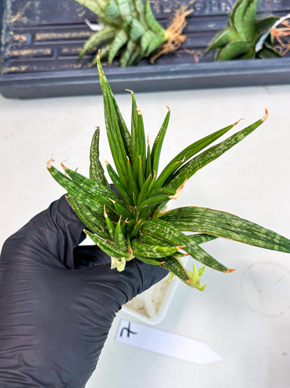 Sansevieria Fenomenal Crested (Ha2) (7) | Rare hybrid Snake Plant