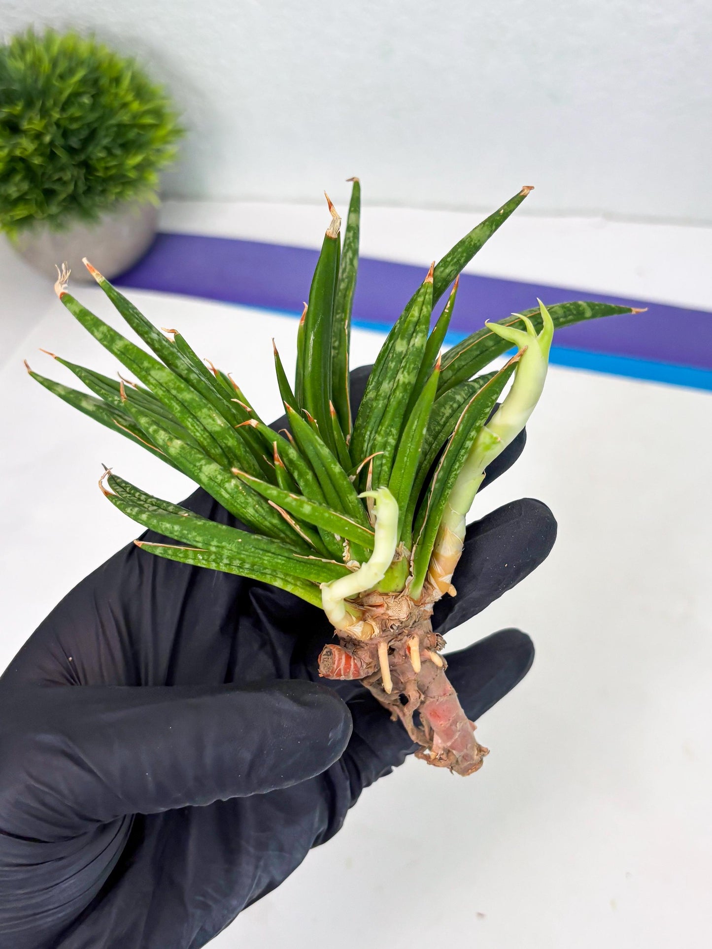 Sansevieria Fenomenal Crested (Ha2) (7) | Rare hybrid Snake Plant