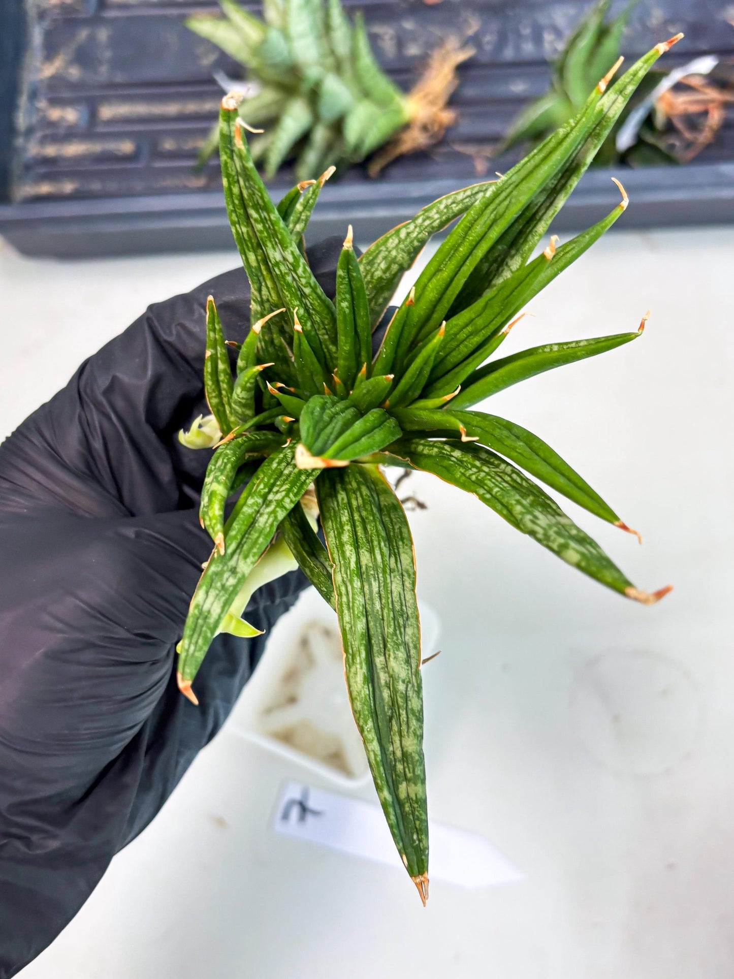 Sansevieria Fenomenal Crested (Ha2) (7) | Rare hybrid Snake Plant