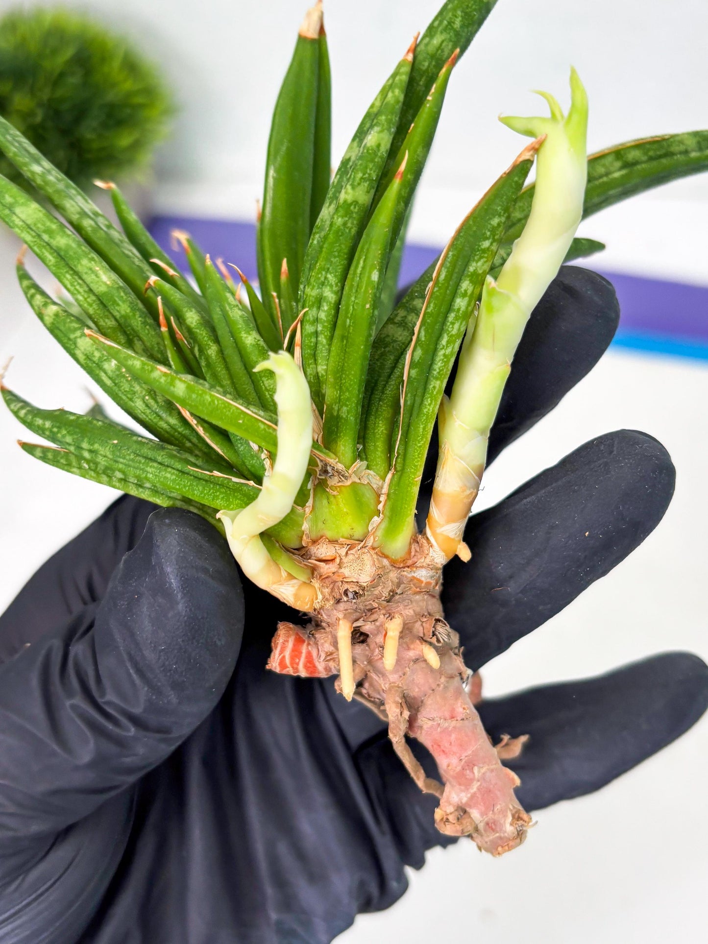 Sansevieria Fenomenal Crested (Ha2) (7) | Rare hybrid Snake Plant